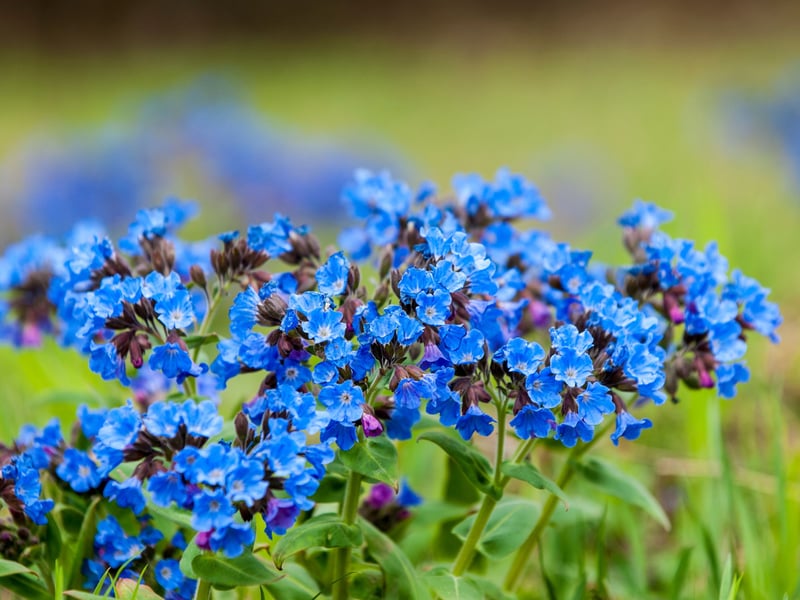 Pulmonaria, also known by the less-than-attractive name of Lungwortm is a great choice if you're looking for a plant to flower in early spring, providing some much-needed colour. Originally from mainland Europe and Europe, it has spotted, silvered leaves and clusters of pink, purple, or blue flowers. Thrives in cool, damp shade, offering reliable colour and foliage contrast in woodland-style plantings.