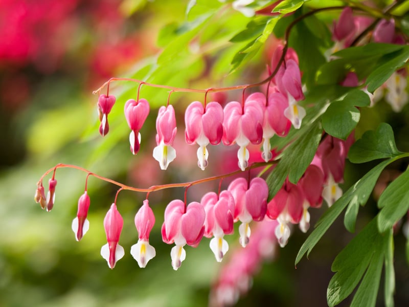 Bleeding Heart is a stunning plant which takes its name from its remarkable flowers that look (funnily enough) very much like a bleeding heart. The plant comes from Northeast China and Korea originally but now happily grows in gardens worldwide. It thrives in moist, humus-rich shade that's common in Scotland and brightens up dark corners beautifully.
