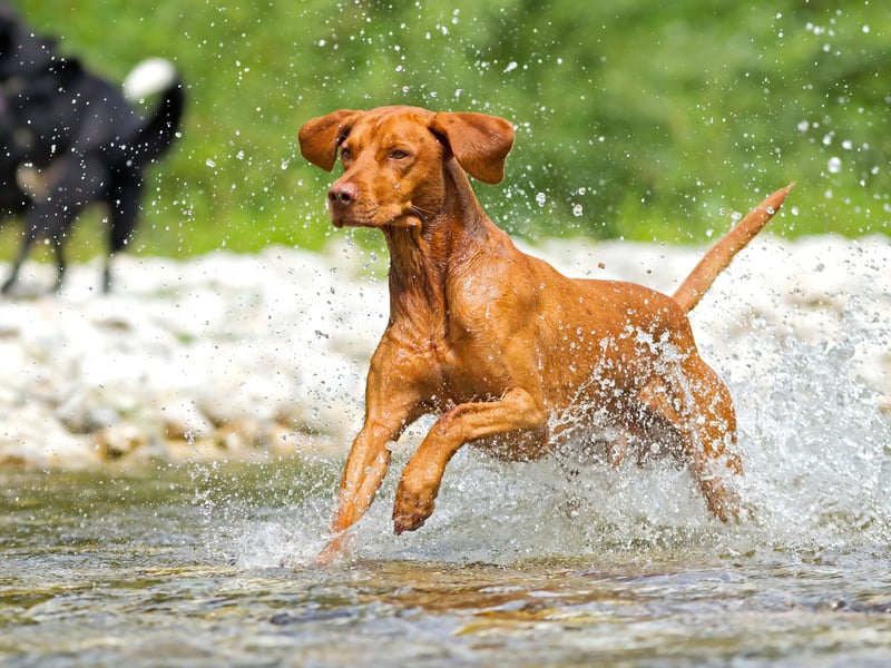 Just outside the top five, with 1,903 2024 registrations, is the Hungarian Vizsla. The winner of the Best In Show award at Crufts 2010 was a Vizsla named Hungargunn Bear It'n Mind.