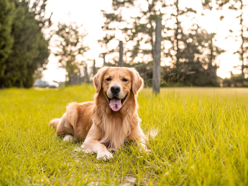 The second most popular large dog is the Golden Retriever, with 10,201 new registrations last year. The breed was created by Sir Dudley Marjoribanks at his Scottish estate in the late nineteenth century.