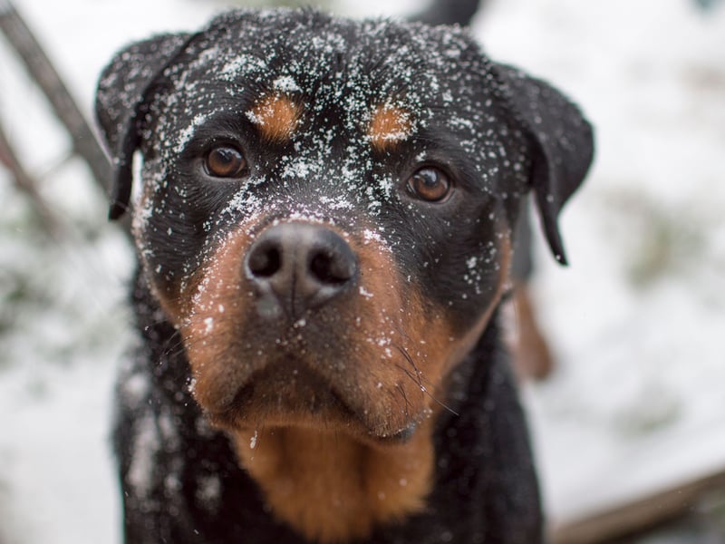 Although the Rottweiler sometimes gets un anfair reputation for being aggressive, they can make for a loyal and gentle family pets - as many of the 2,209 owners who registered their dogs with the Kennel Club no doubt know. In their native Germany they were used to herd livestock and pull butchers' carts laden with heavy meat. Now they are happier cuddled up with their human family. It completes the top five most popular dog breeds.