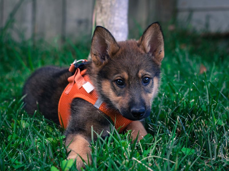 One of the world's most useful dogs, the German Shepherd was originally bred as a herding dog but now is popular for everything from disability assistance and search-and-rescue work, to helping the police hunt criminals and serving in the army. They are also great companion pets, with 4,817 registrations in 2024 - making them the third most popular large dog breed.