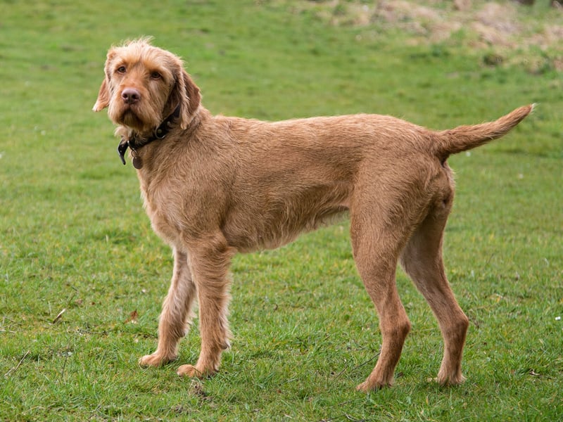 Completing our list of the 15 most popular large dog breeds is the secind most popular breed of Hungarian Vizsla - the wire hair variety. A total of 532 new puppies were registered with the Kennel Club last year.