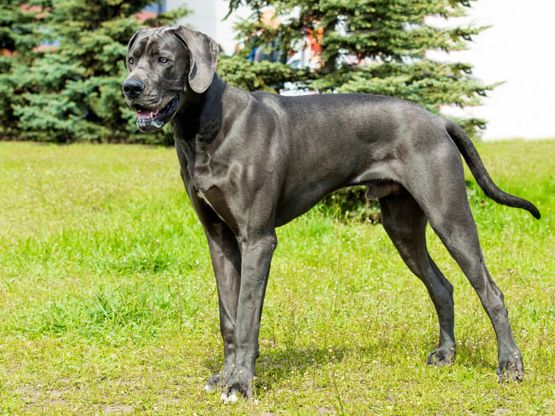 The Great Dane is one of the biggest dogs in the world (along with the Irish Wolfhound), so you'll need a bit of space to keep them happy (and avoid breakages). There were 678 of them registered in 2024. It's a German breed descended from dogs used to hunt bears and wild boar.