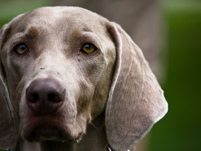 Named after the Weimar area of Germany where it originated, the Weimaraner was bred as a hunting dog in the nineteenth century. There were 629 registered by the Kennel Club last year.