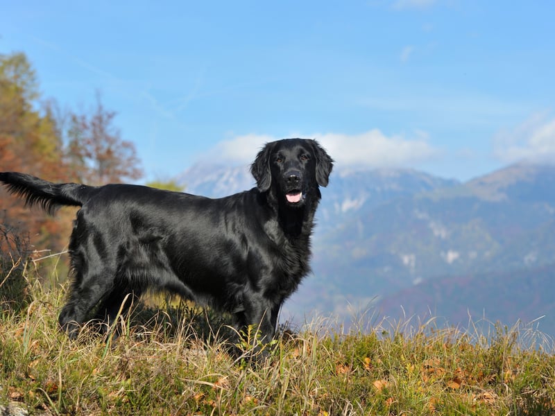 With a total of 869 registrations in 2024, the Flat-Coated Retriever completes the 10 most popular large dog breeds in the UK. They originated in mid-19th century England and were a particular favourite of gamekeepers.