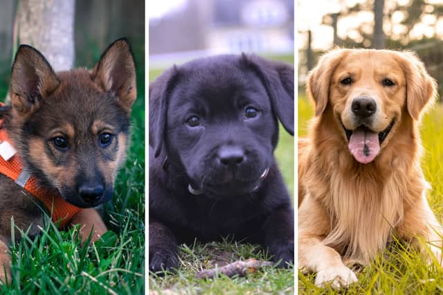 Three of the most popular large dog breeds.