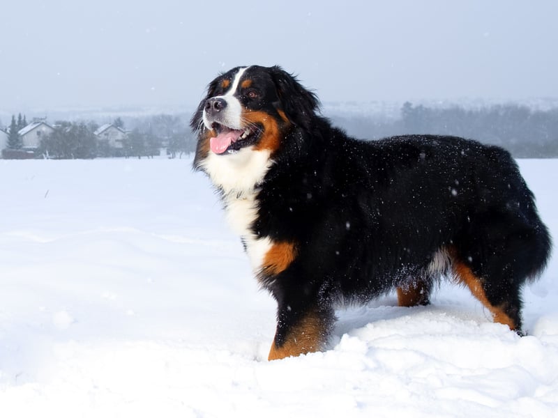 Yet another German breed, the mighty Bernese Mountain Dog is the 14th most popular large dog breed, with 623 registrations last year. They originated in the Alps and were used as general farm dogs, occasionally even pulling carts.