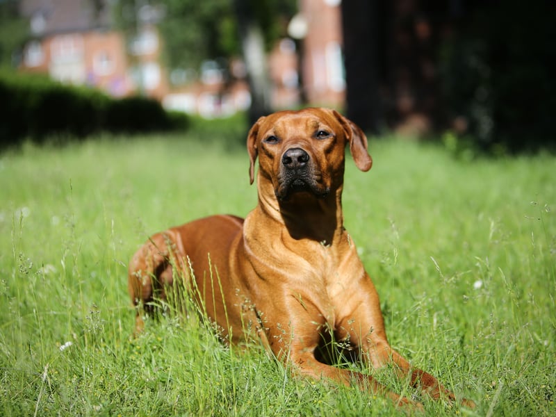 First bred in Southern Rhodesia (now Zimbabwe) and used for the fearsome task of hunting lions, there were exactly 700 Rhodesian Ridgeback puppies registered in 2024.
