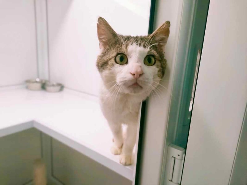 Charlie is a three-year-old curious and sociable cat who loves playtime, window watching, and sticking close to his people. He’s looking for an attentive home where he’ll get plenty of interaction, stimulation, and snacks. Ideal for experienced cat lovers, Charlie promises fun, companionship, and a charming presence in everyday life.