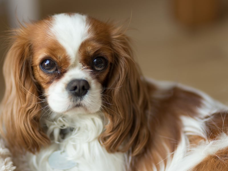 Cavalier King Charles Spaniels are prone to a few health conditions that can truncate their lives, most notably heart disease, but it's not hugely unusual for them to live until 17 if they remain healthy. Generally, expect a lifespan of 11-15 years though.