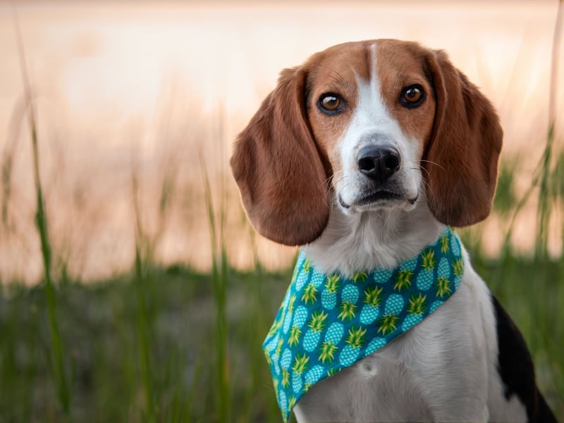The oldest recorded Beagle was called Butch, from the USA, who lived until he was 28. More usually, Beagles can be expected to live for between 12 and 16 years.