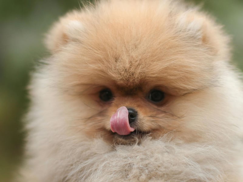 Fluffy Pomeranians, named after a region on the border of Poland and Germany, tend to live for between 12 and 16 years.