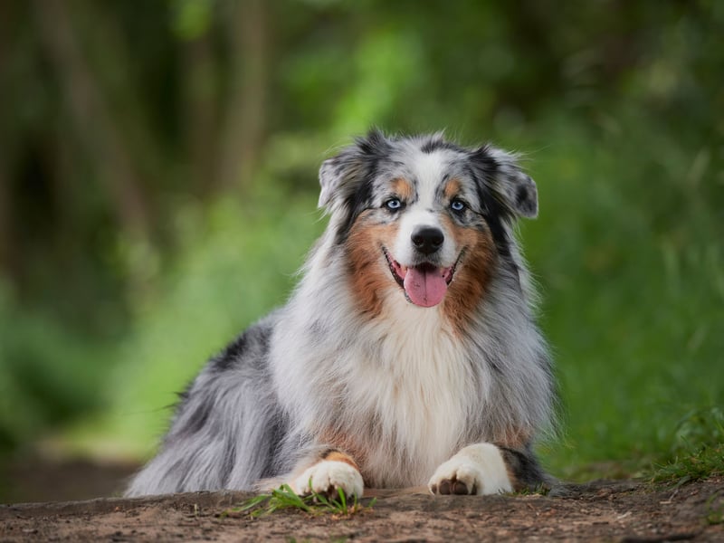 Despite their name, the Australian Shepherd is actually from the USA. When it comes to large breeds they are one of the longest living, with little in the way of health issues. These dogs tend to live from 12-15 years.