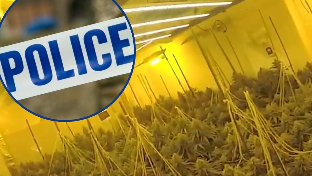 Watch: More than £1 MILLION worth of cannabis seized in seven month ...