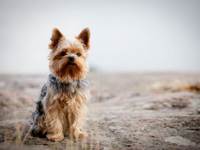 The tiny Yorkshire Terrier tends to live for between 14 to 17 years, significantly longer than their larger terrier cousins.