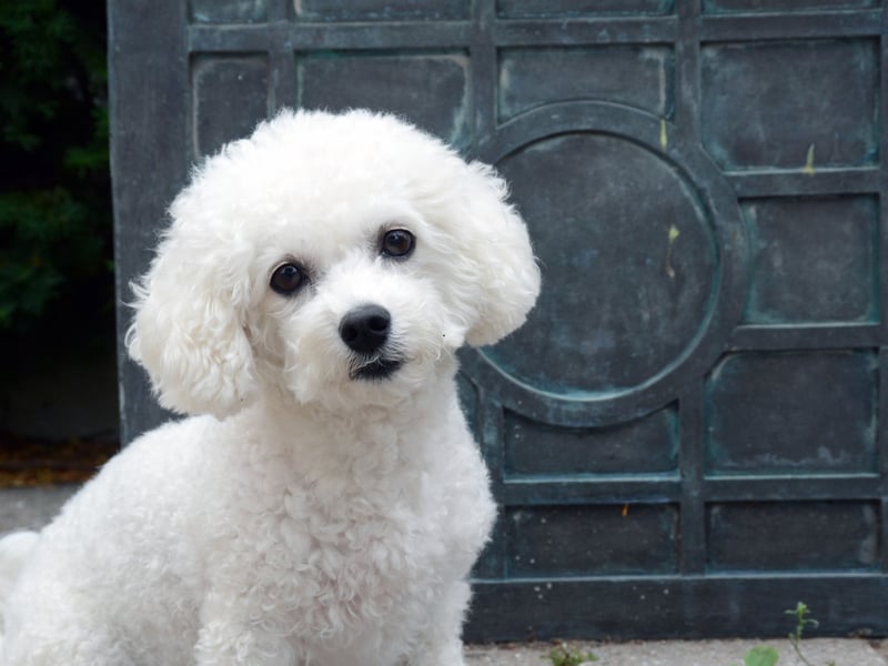 It's not unusual for the cloud-like Bichon Frise to live for 14 years. 
