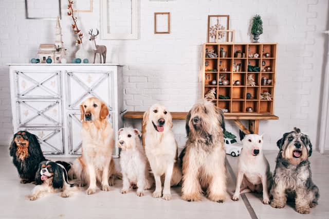 The length of time a dog lives for is largely dependent on its breed.