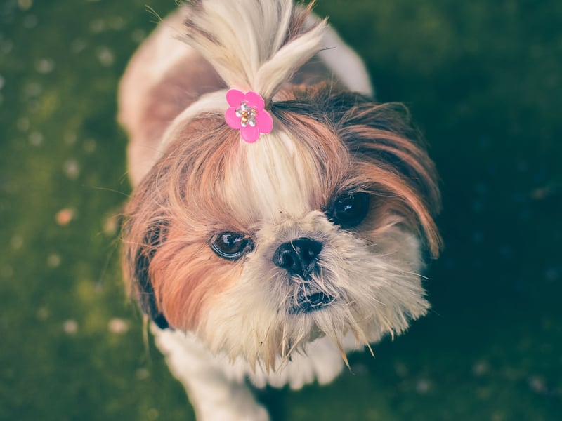 Cute and playful Shih Tzu dogs can live for up to 18 years, but average closer to 13.