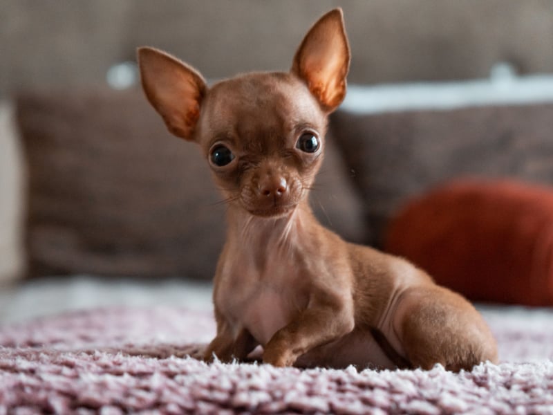 Perhaps surprisingly, small dogs tend to live longer than large dogs - a point proven by the Chihuahua. The tiny breed lives for an average of an impressive 15-20 years.