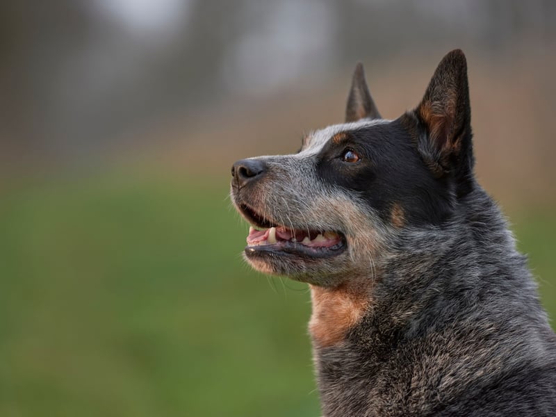 An Australian Cattle Dog called Bluey holds the record for the longest-lived dog - reaching an incredible 29 years of age. A dog rarely seen in UK parks, the breed normally lives for around 15 years.