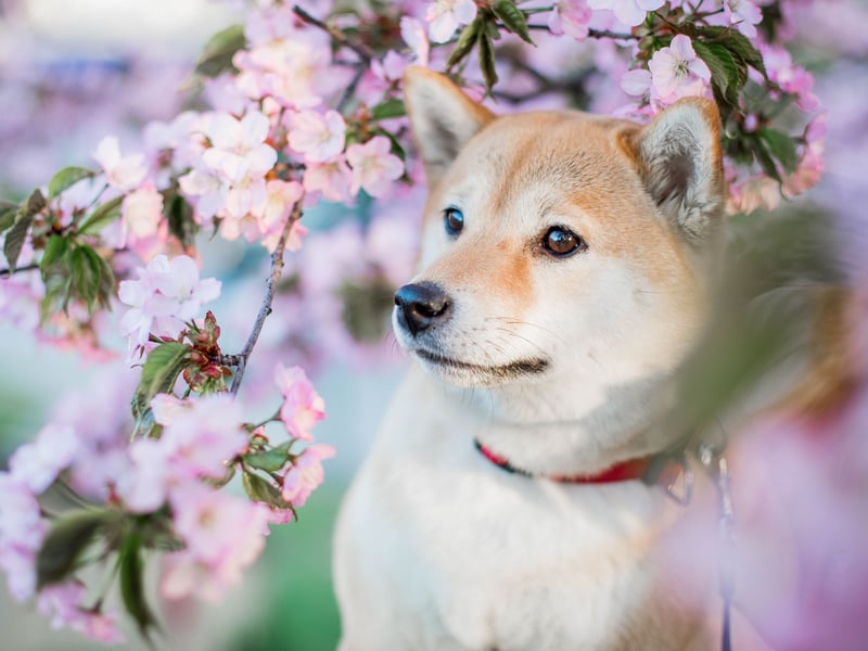 Revered in their native Japan for their incredible loyalty, the Shiba Inu tends to live for between 13-16 years.