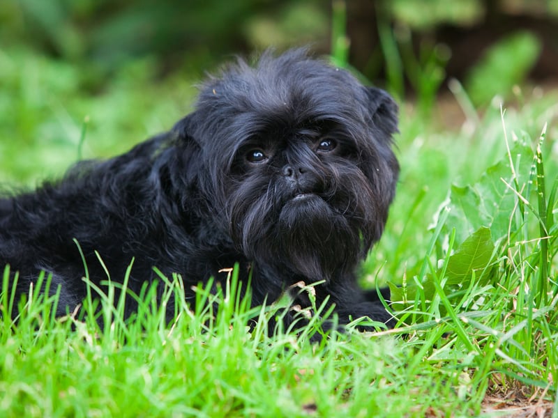 If dogs were descended from monkeys then the delightful Affenpinscher would be the missing link - looking as much primate as canine. These hairy heroes live for around 12-15 years.
