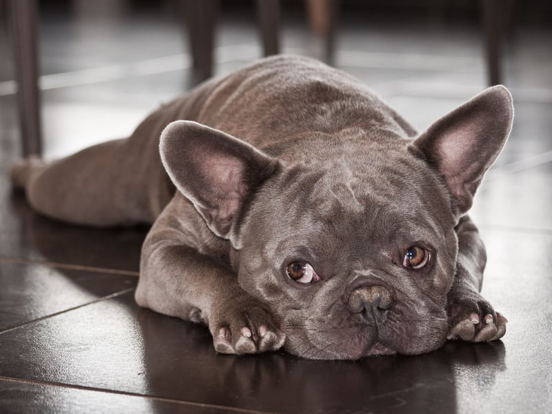 The French Bulldog has been challenging the Labrador for the title of Britain's favourite dog in recent years - often appearing in second place. It lagged well behind in 2024 though, with 13,789 registrations putting the adorable breed in third place overall - but it's still the UK's favourite utility breed by a country mile.