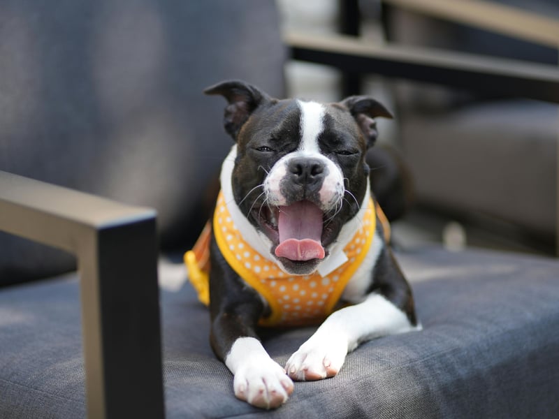 In ninth spot, with 820 2014 registrations, is the Boston Terrier. Nicknamed the 'American Gentlemen', it originated in the USA where it was officially recognised as a distinct breed in 1893.