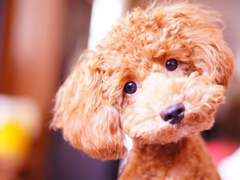 Like it's smaller and more popualr toy cousin the Miniature Poodle is hypoallergenic, intelligent and easy to train. There were 1,335 registered in the UK in 2024, making it the second most popular breed of Poodle and completes the top five most popular breeds of utility dog.