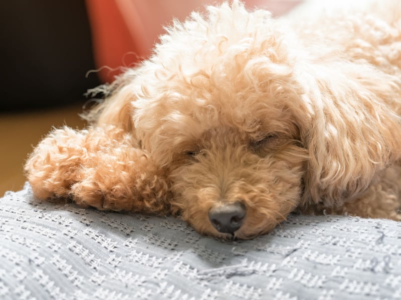 The Poodle comes in three sizes - standard, miniature and toy - with the diminuative Toy Poodle the most popular with 2,013 Kennel Club registrations in 2024. It's up for debate whether they were first bred in France or Germany, with the toy version often used as circus performers in less enlightened times.