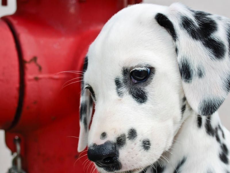 Much loved for its distinctive spotty coat, Dalmatians used to known as 'fire dogs' as they used to run alongside horse-drawn carriages ued by firefighters, acting as combined path-clearers, sirens and guides. There were 983 of these clever pooches registered in 2024.
