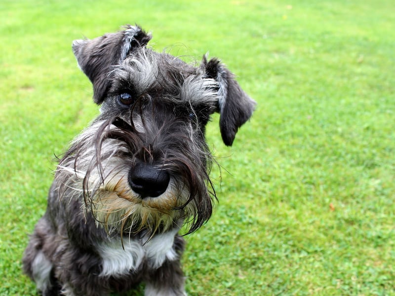 Originally bred by German farmers to hunt rats and other vermin, the Miniature Schnauzer is now more at home curled up on a couch. There were 3,695 new puppies registered in 2024 - putting the breed in 3rd spot when it comes to the most popular utility pet dogs.