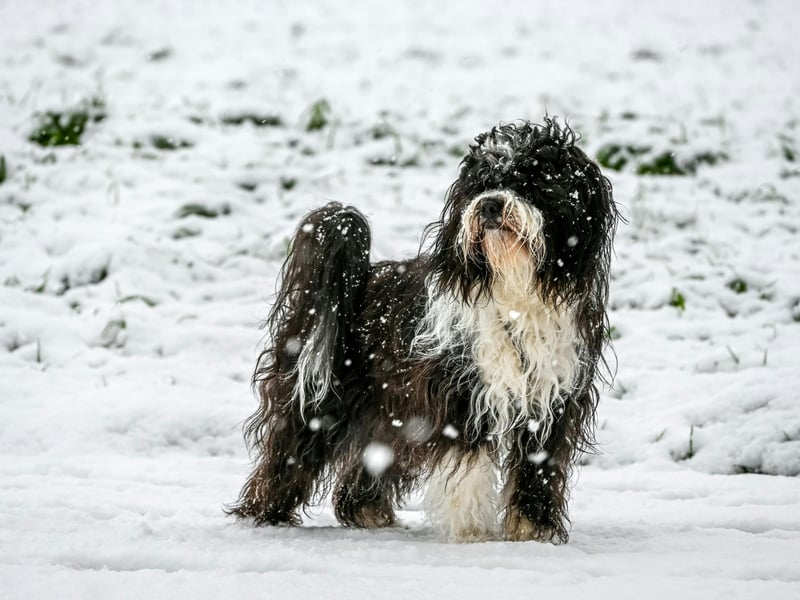 Despite the name, the Tibetan Terrier isn't actually a terrier - it was mistakenly given the name by European travellers because they thought it looked like a terrier. In their native Nepal they are known as the Tsang Apso, meaning 'bearded dog' - which seems about right. There were 702 registered with the Kennel Club last year.