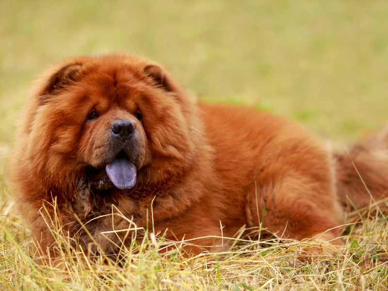 Originally bred in Northern China where they were used for hunting, guarding and herding, the Chow Chow is instantly recognisable thanks to its mane-like fut and unusual blue-black tongue. There were 1,135 registered with the Kennel Club in 2024.