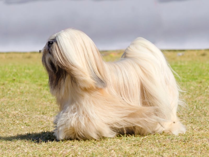 Completing our list of the most popular utility dogs is the Lhaso Apso, a breed named after the capital city of Tibet, where it was traditionally used as a watchdog. There were 669 new Lhaso pups registered with the Kennel Club in 2024.