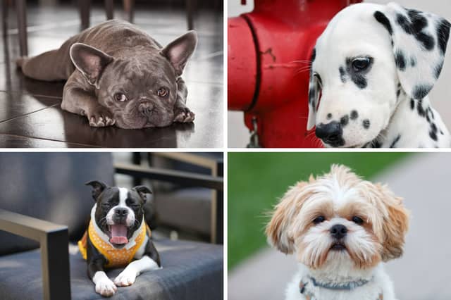 Four of the most popular breeds of utility dog.