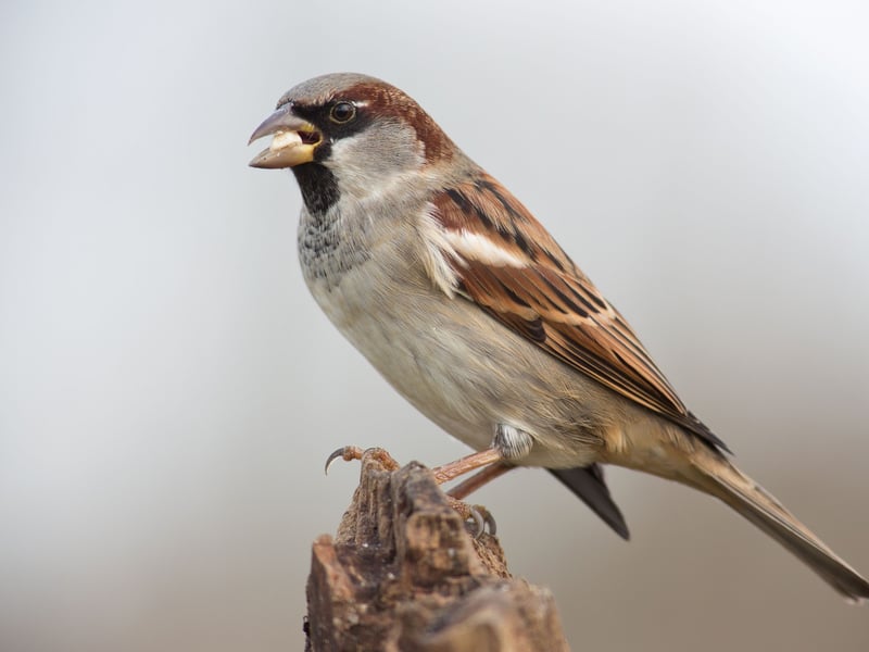 As has been the case for over the last 14 years, the house sparrow is Scotland's most common garden bird. Interestingly, although they are a familiar sight across the UK, they are not thought to be a native species, having spread naturally north from North Africa. Sadly numbers are declining dramatically and so its reign at the top may soon come to an end. 