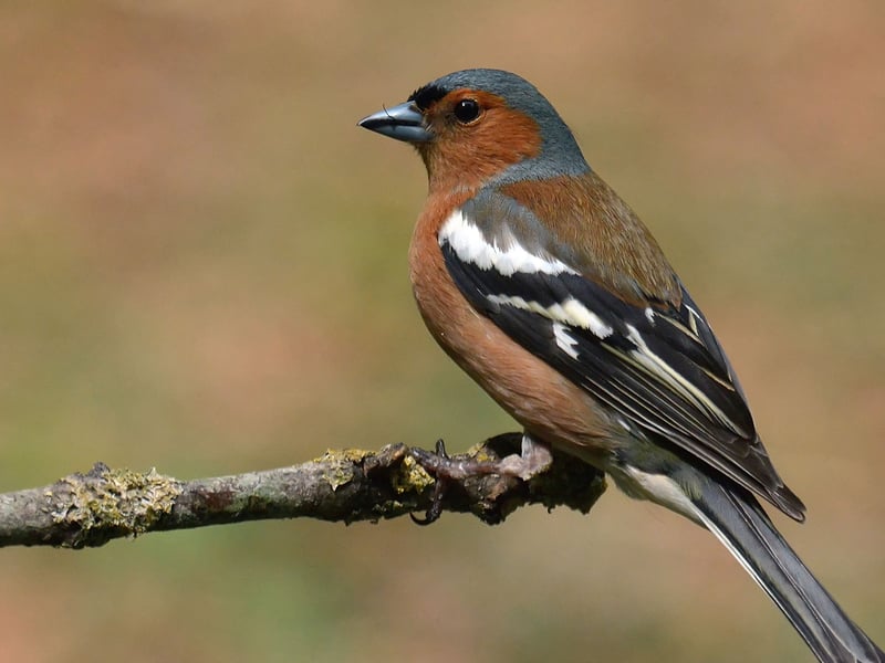 The chaffinch doesn't even make the top 10 UK-wide but retains its number four spot in Scotland. There are as many as 240 million pairs of these pretty birds living across Europe.
