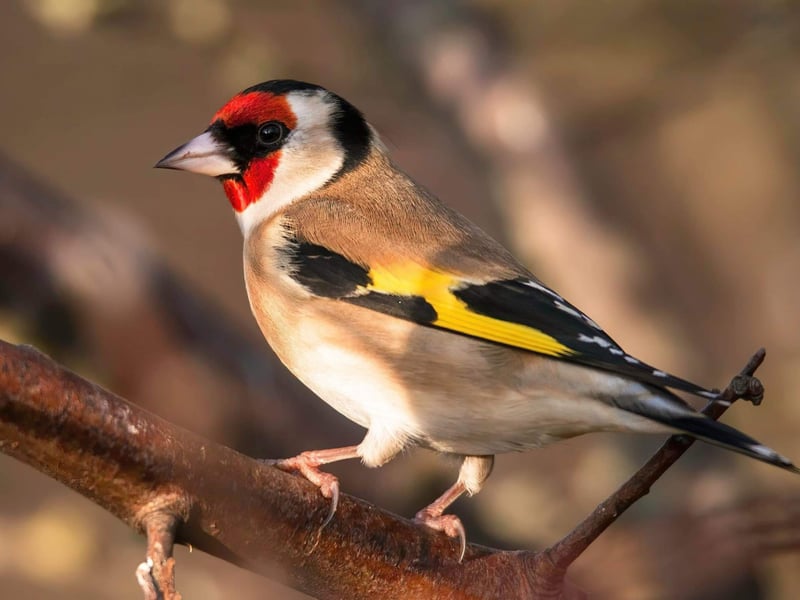 The goldfinch has been one of the big success stories of the last 100 years, after they almost went extincts due to the Victorians catching them to keep as pets. They are now commonly seen in gardens, particularly if they contain thistles - the bird's favourite foodstuff. Their culinary tastes led to their former name of the thistle finch.