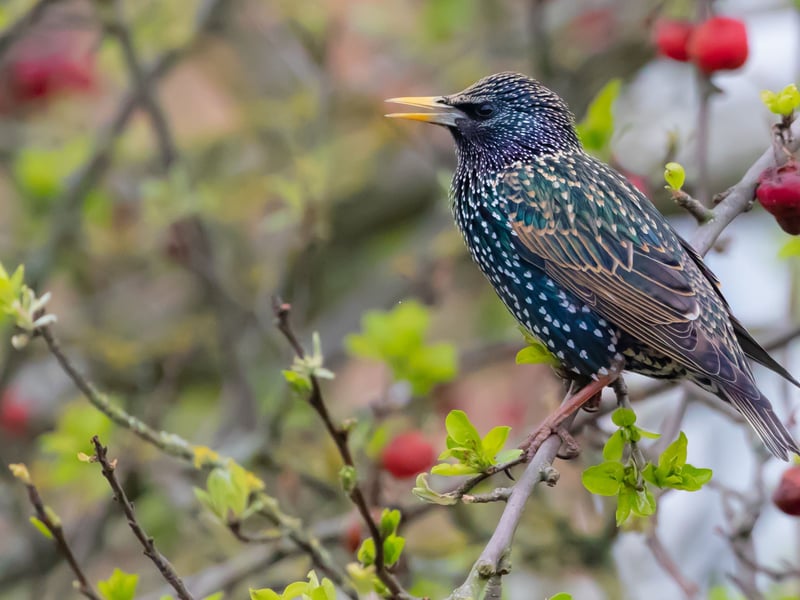 In second place is the starling. When these birds flock in autumn they create spectacular murmurations that can contain as many as 100,000 starlings. One of the best places to see this natural phenomenon is around Gretna Green in the south of Scotland. In Britain as a whole starlings dropped a place to fourth in the league table of common birds, but numbers are holding strong in Scotland where they were found in over 40 per cent of gardens.