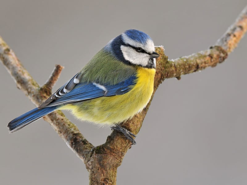 The instantly-recognisable blue tit completes the top five but has had a difficult time of late, appearing in second spot just a few years ago. Males and females are virtually identical, although males have a slightly brighter blue colour on the head, wing and tail than the females.