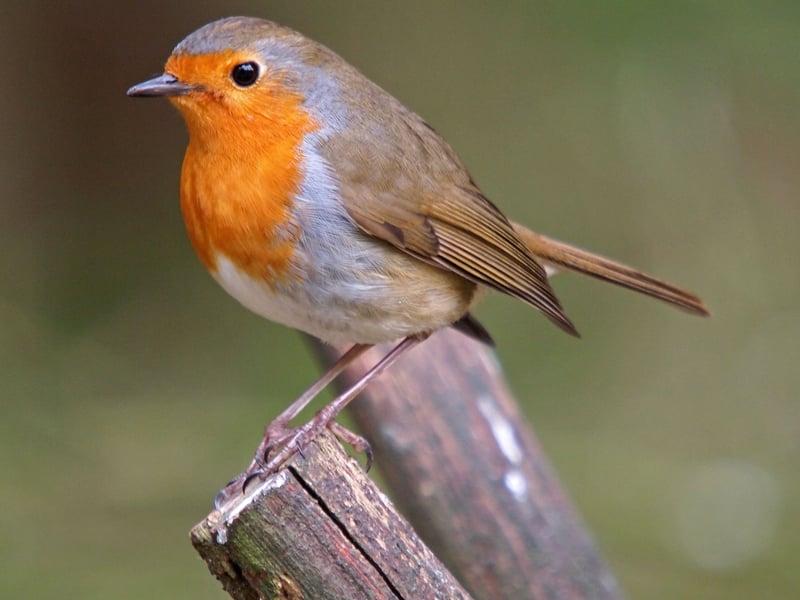 One of Scotland's most popular birds, the festive robin is easily identified by its red breast. Robins are very territorial so you'll usually only see more than one at the same time when they're mating.