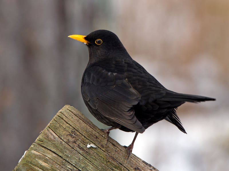 Completing the podium places, and up two spots from last year, is the blackbird - known for their beautiful song. Blackbirds are monogamous and pairs usually stay together for life. Only the males are black, with the females being brown. At least one showed up in over 80 per cent of gardens.