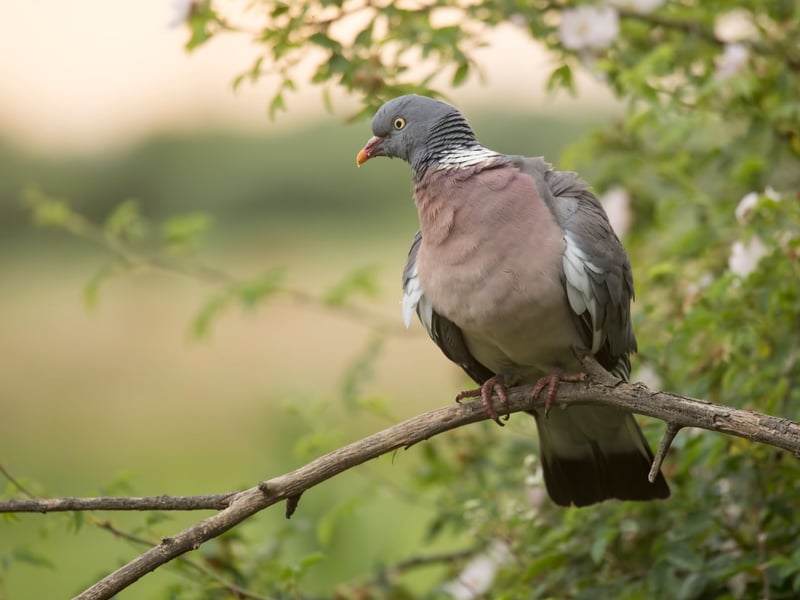 The success of the wood pigeon (simply referred to as pigeons by most people - but different from feral pigeons, more of which later) hinges on the fact that they are tremendously adaptable birds. Even if you can't see them, you'll hear their unique cooing call of "oooh, oooh, ooh, ooooh, ooh".