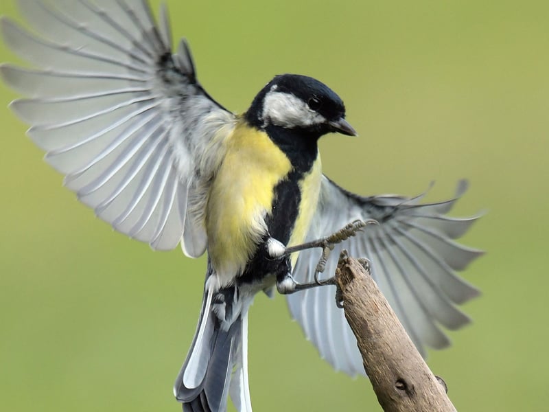 Originally a woodland specialist, large numbers of great tits now visit Scottish gardens. It has a huge geographical range - extending across the whole of Europe, east to Japan and south to Indonesia. It is also found in North Africa.