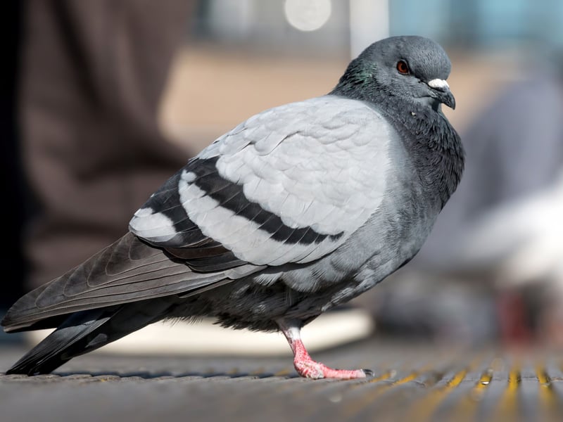 Often known as 'street pigeons', these are the pigeons you'll see in the centre of cities - happily feeding on whatever humans leave behind. They are venturing into gardens more as time goes on, which has seen them climb (fly?) into the top 10. They are descended from rock doves escaped from human captivity.