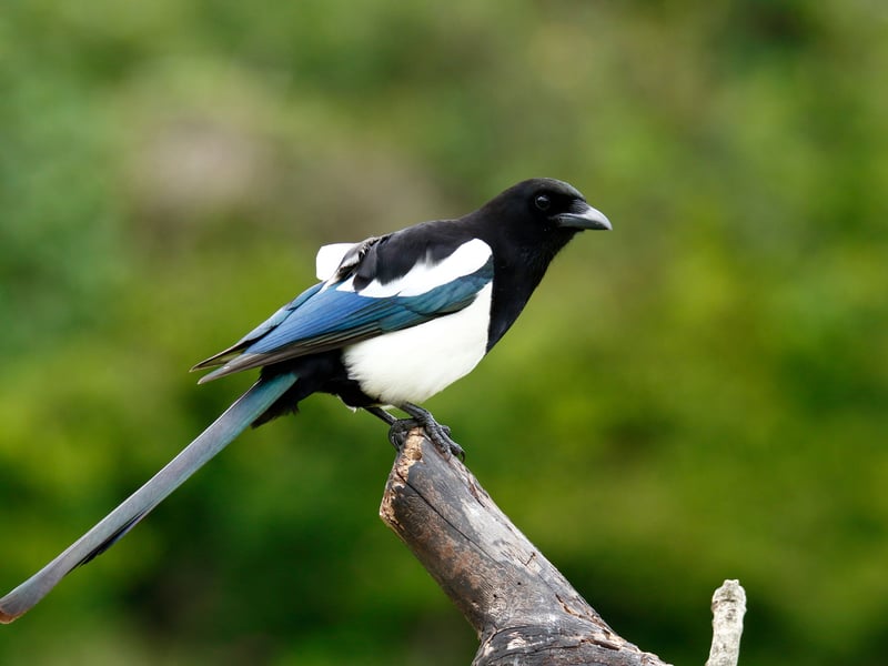 Another feathered success stiry, it's estimated that magpie numbers have more than quadrupled over the last 35 years - particularly in urban areas. Their diet often contains large amount of roadkill from city streets. Don't forget to salute!