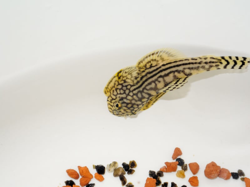 Looking for something more unusual for your cold water aquarium? The Hillstream Loach could be your fish! Unusual and eye-catching, they resemble miniature stingrays. These algae-eaters love fast-moving, oxygen-rich water and do well in cool temperatures with plenty of rocks and hiding spaces. Originally from South, Southeast and East Asia, there are around 202 subtly-different species of Hillstream Loach, although your local petshop will probably only have a couple.