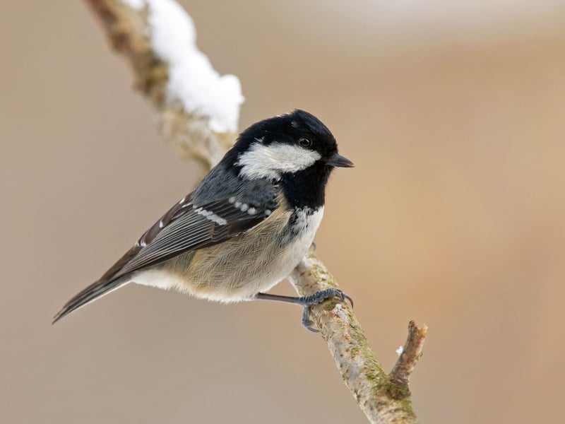 Another breed of bird that has successfully made the move from a woodland environment to gardens is the coal tit. An average of just over one of these birds was found in each garden surveyed.